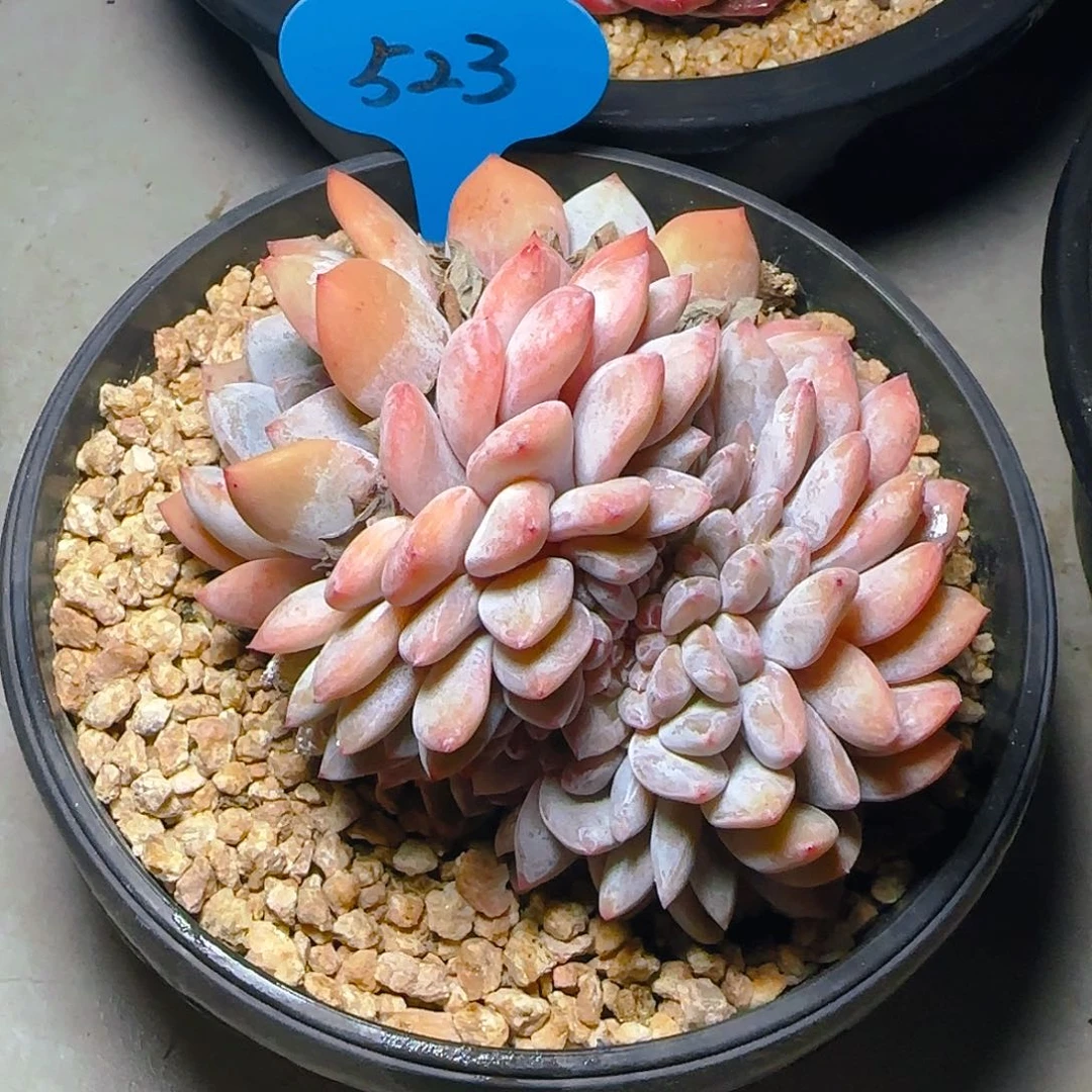 爆***块星影缀523号一物一拍