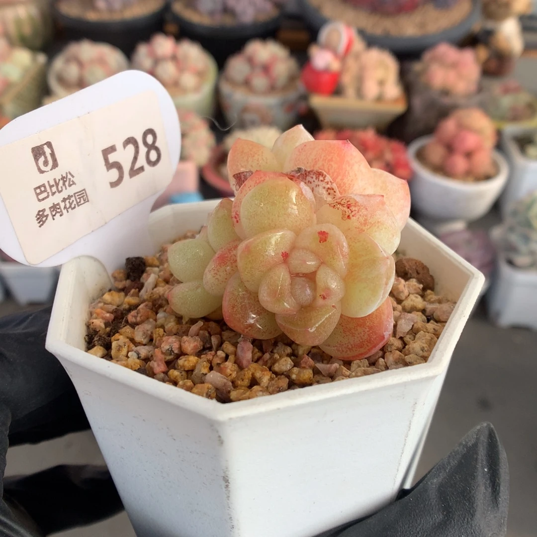 528 新年福利拍多肉
