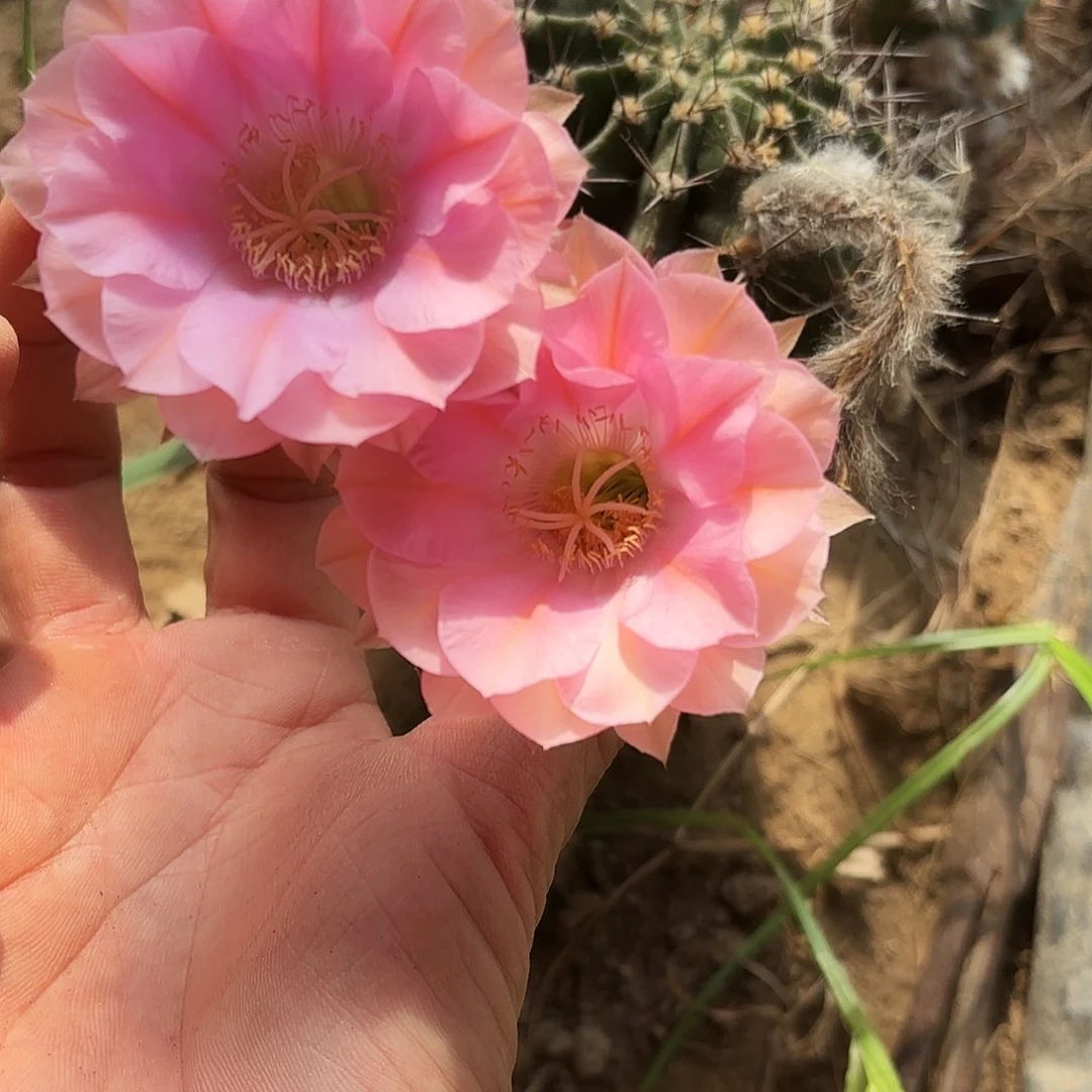 716 带根实生仙人球瑕疵