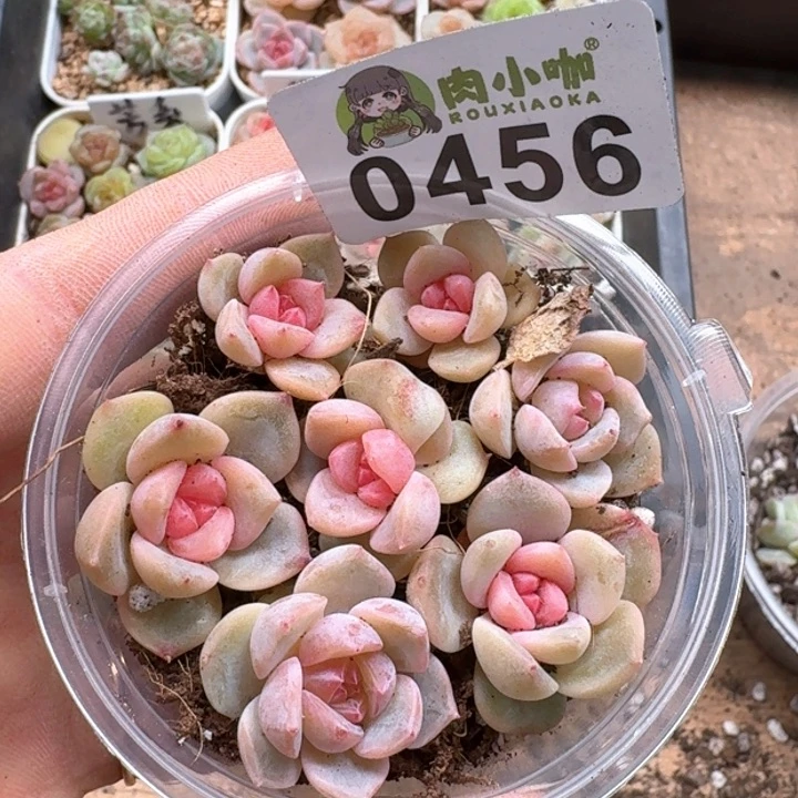 多肉植物多肉植物