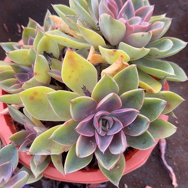 紫去东来。