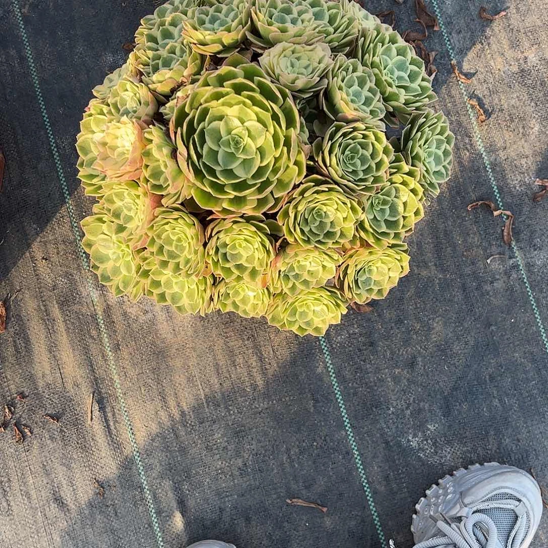 静***雅3977孔雀翎发个广告
