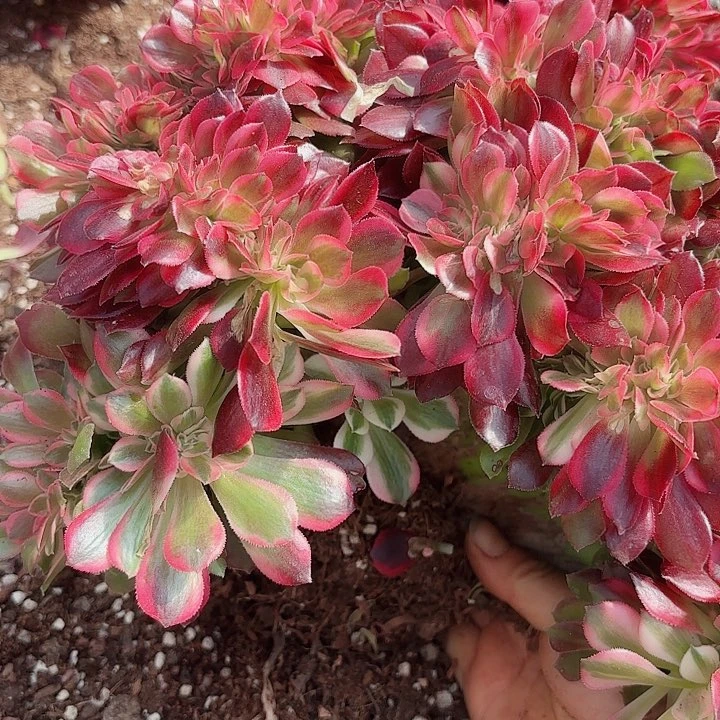 多肉植物香妃0702