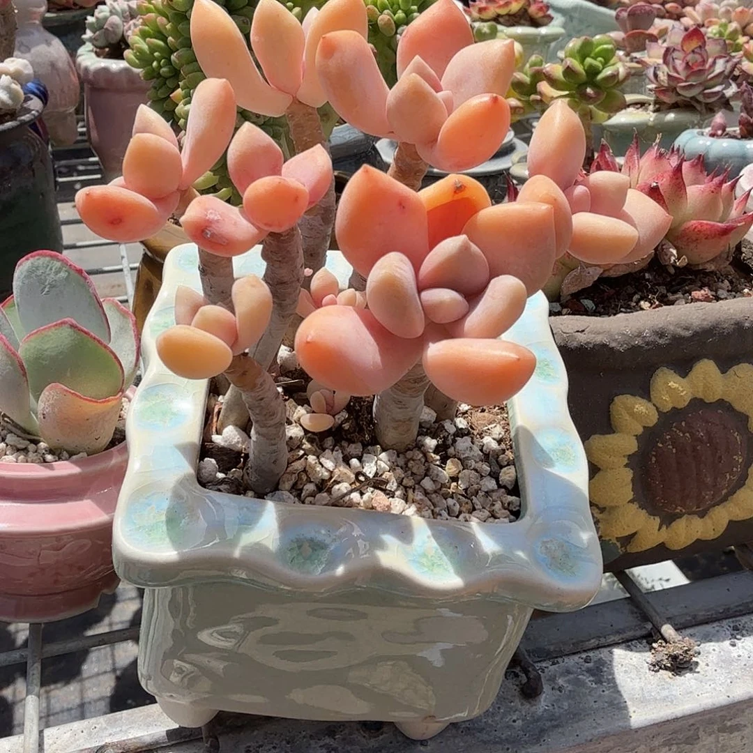 冬梅人带人多肉植物