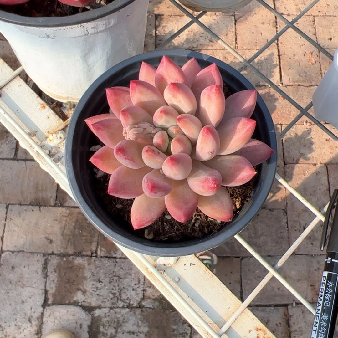 新疆包邮 红虞美人