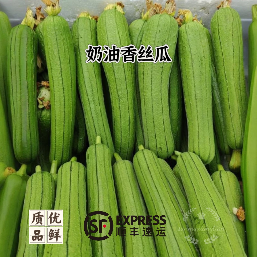 [奶油丝瓜]安徽芜湖江北农户自种奶油丝瓜嫩丝瓜应季蔬菜3/4.5斤丝瓜同城配