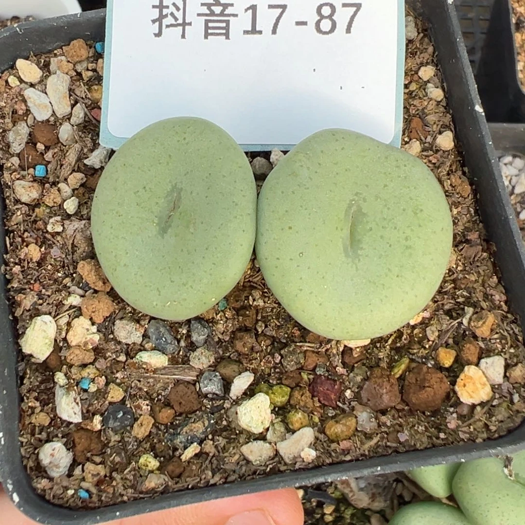 17-87肉锥多肉植物