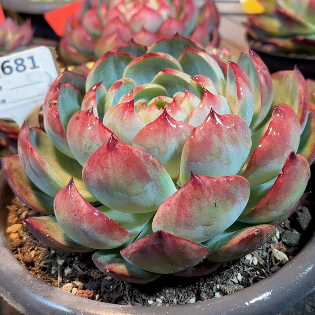 花脸惊鸿一物一拍包装收缩花旱681