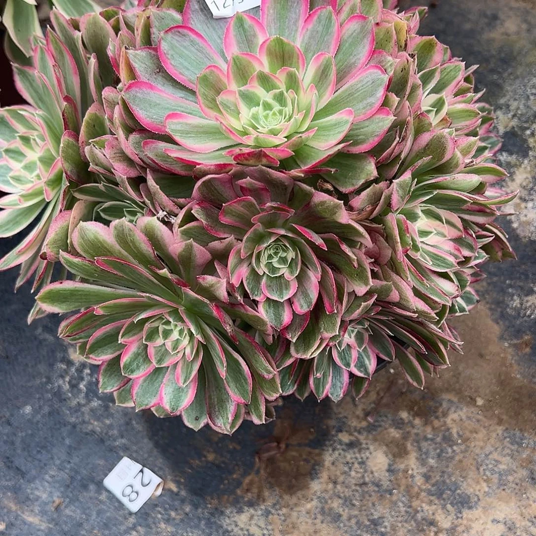 12.11-38孔雀翎多肉植物