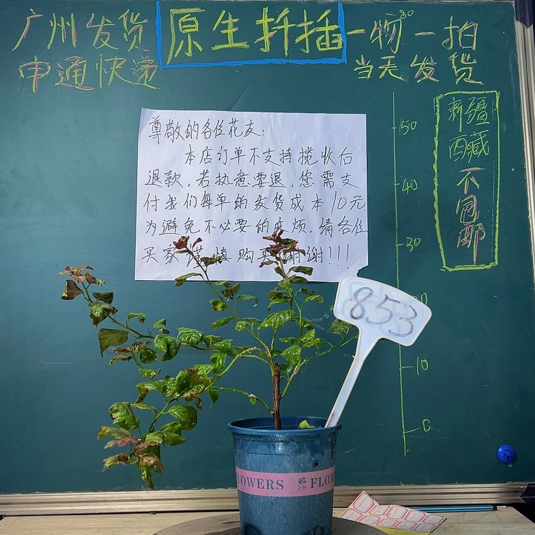 当前无花栽培后可以开花黑玛丽 853