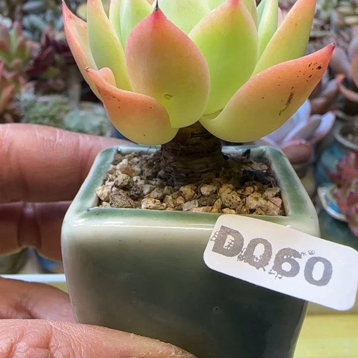 D060一物一拍多肉