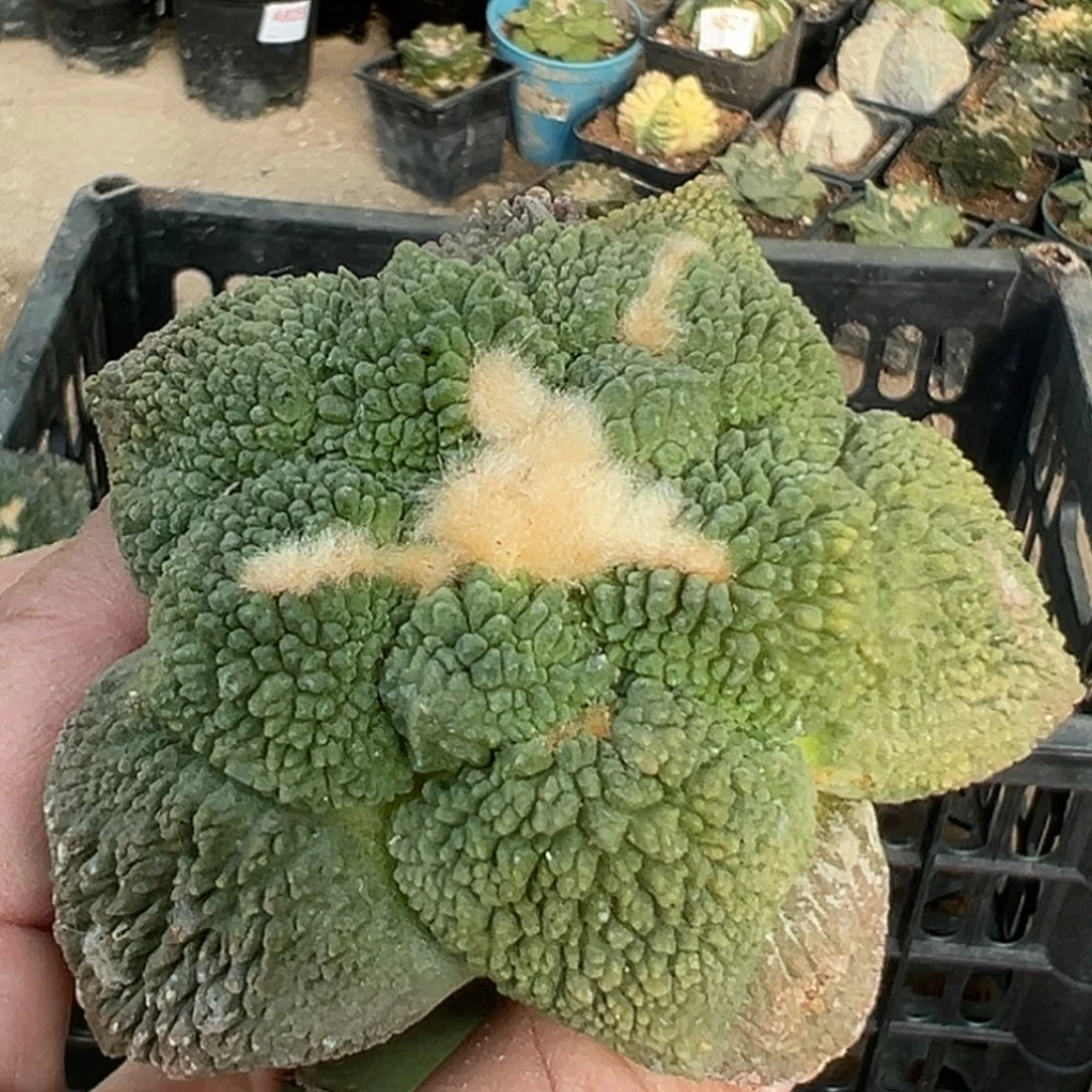 无花朵福利大尤细密尤菜花牡丹锦550