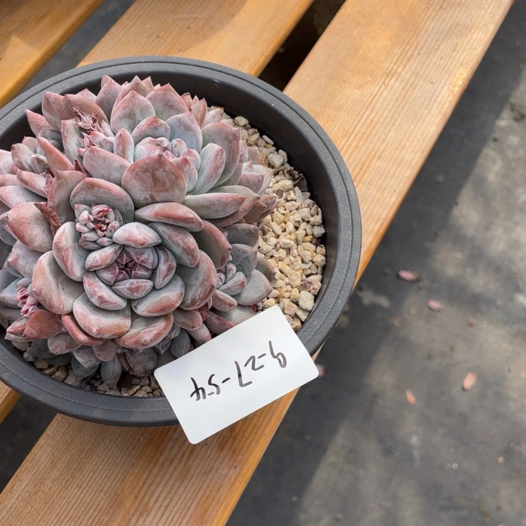 亮***晶9-27-54静好多肉园艺