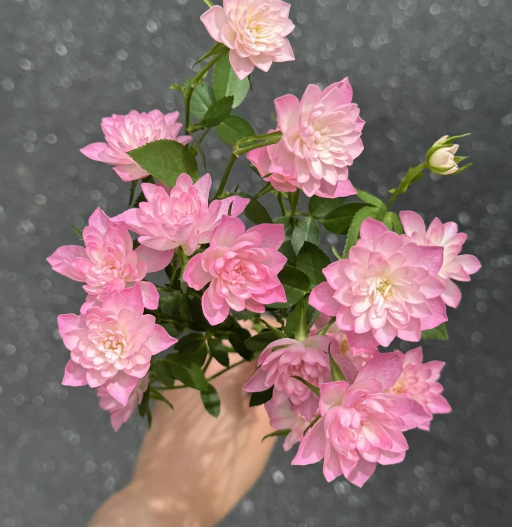 【天荷繁星 多颗】多颗微型月季花苗耐晒耐雨淋庭院阳台地栽盆栽