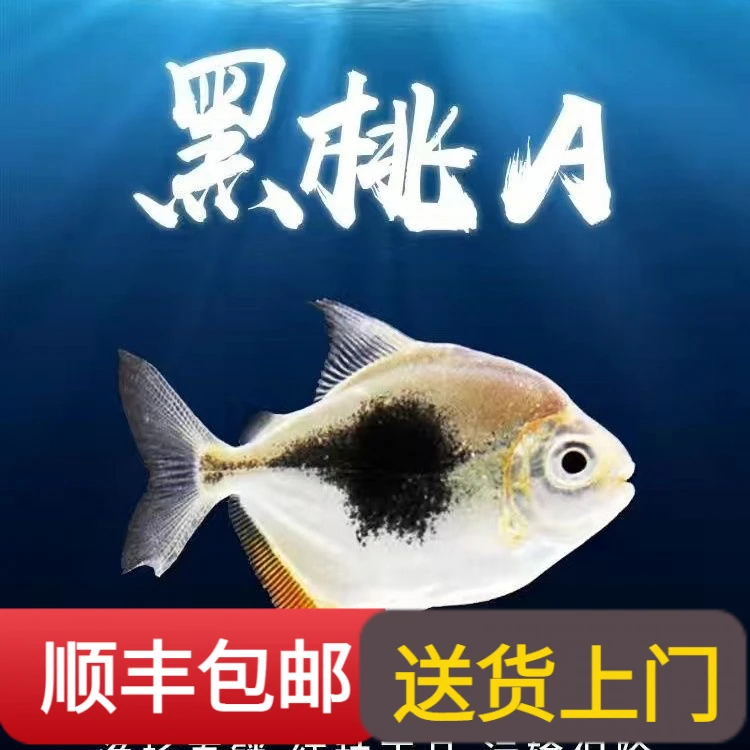 粗线银板鱼黑桃A虎纹银板鱼热带观赏鱼群游龙鱼配鱼