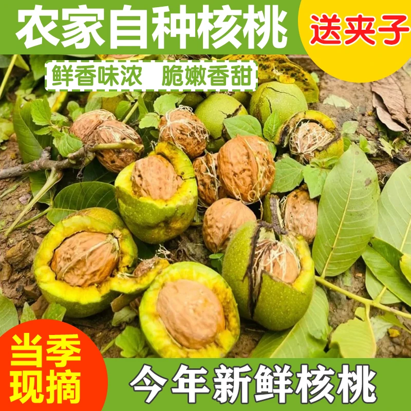 YZ【送夹子】大凉山去青皮新鲜湿核桃现采头茬新货清爽脆嫩适合孕妇