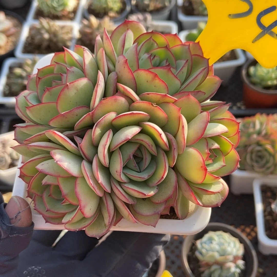 634牡丹亭多肉植物保护