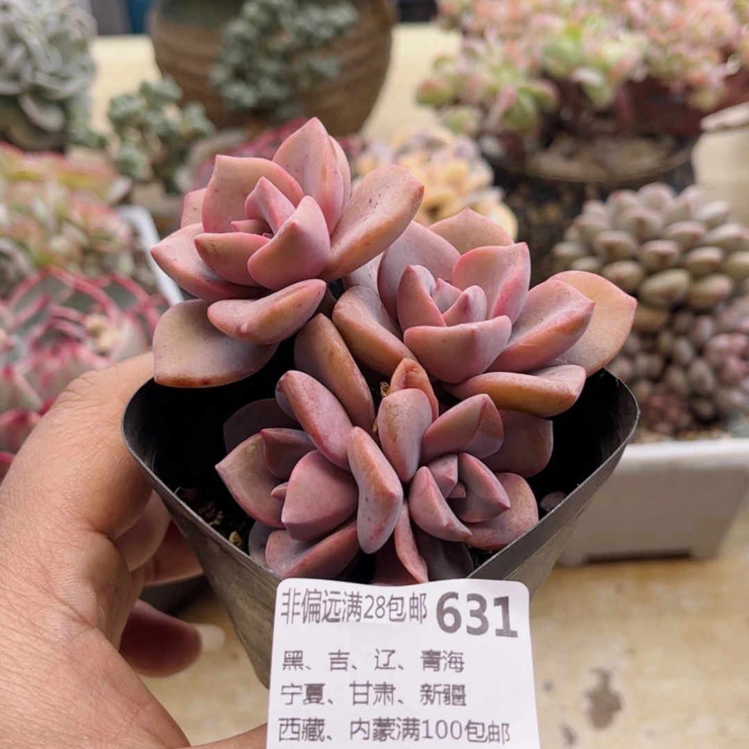 【闪购商品】631彩虹糖
