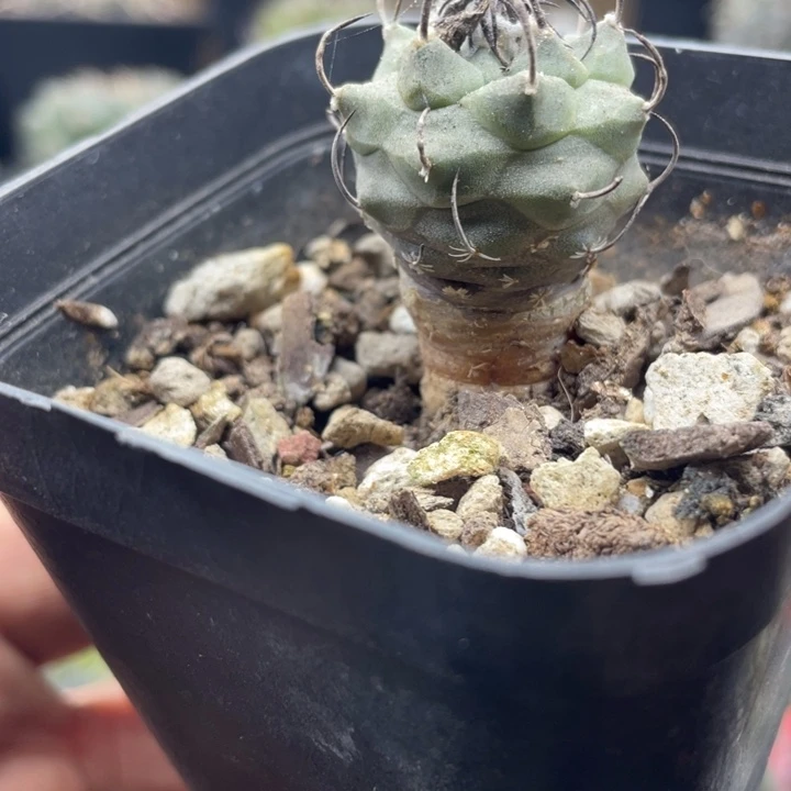 实生娇丽一颗包邮带盆发货