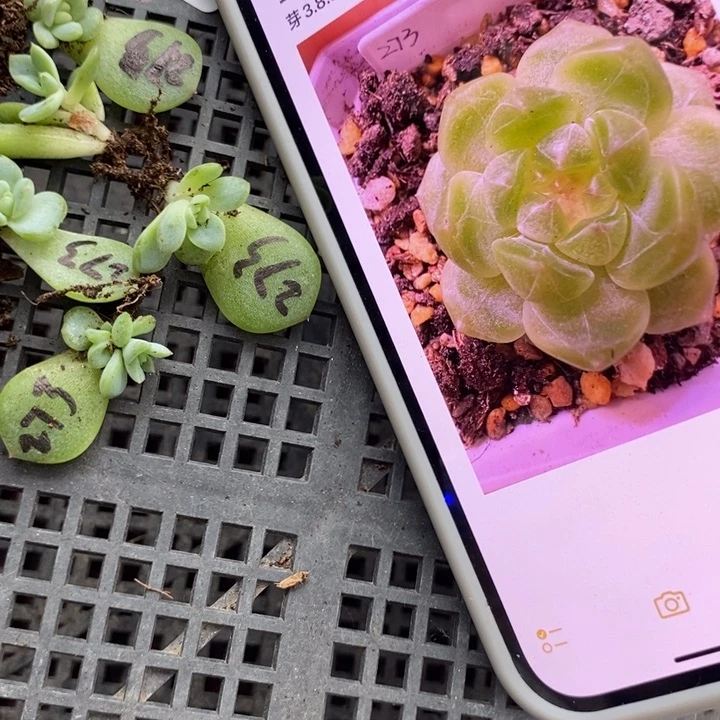 甜心273芽苗一个多肉