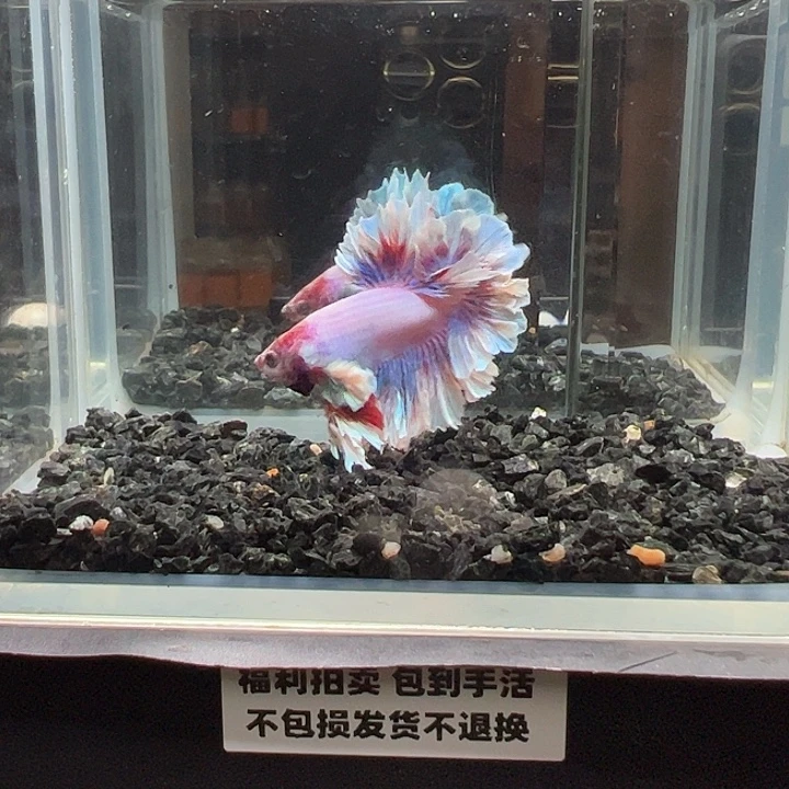 斗鱼竞拍跑单拉黑12日15