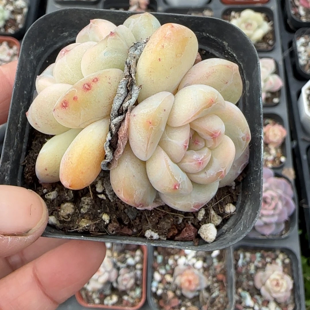 多肉小卡拉米糖心一物一拍