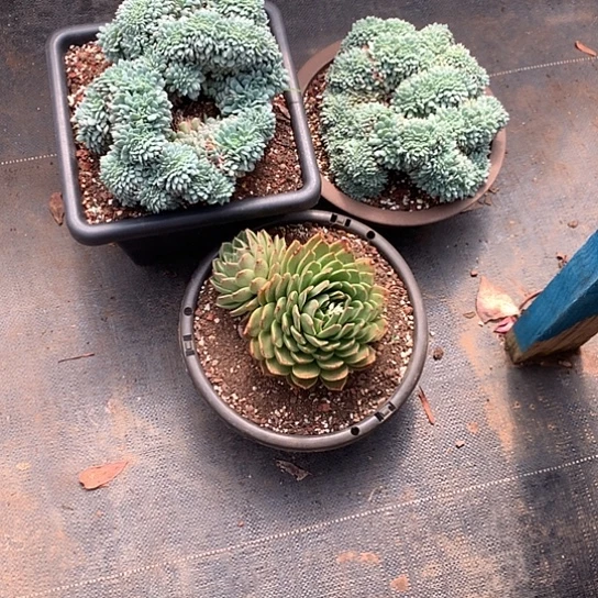 北**妞美肉特价活动开始啦