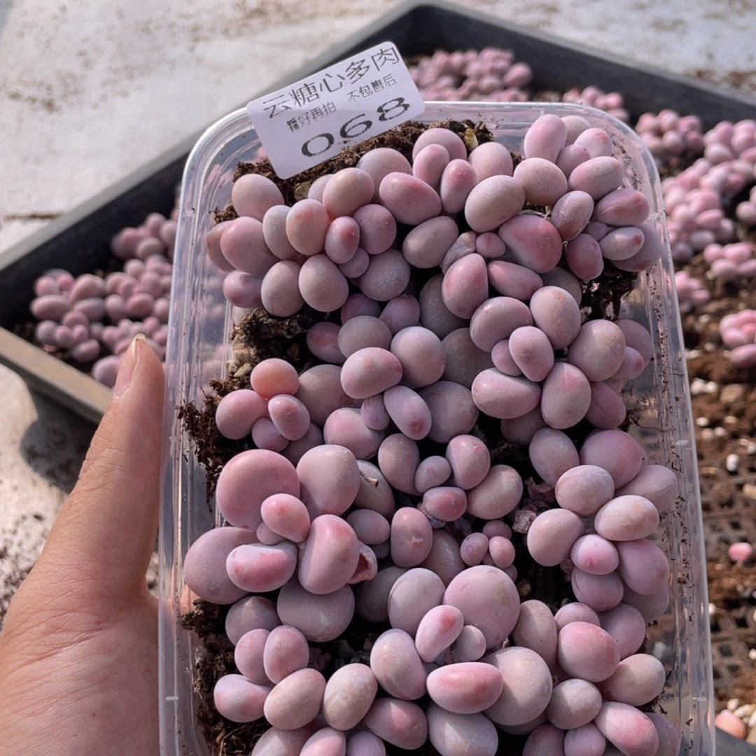 云糖心多肉植物68