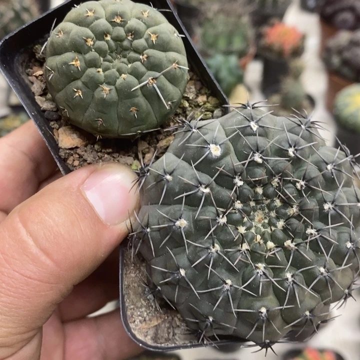 裸额2颗特价福利特价