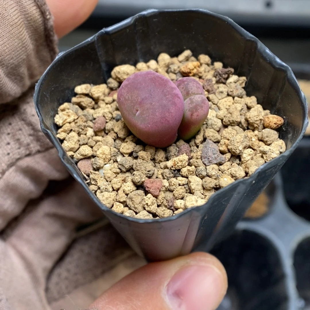 多肉植物肉锥杂交K-3556