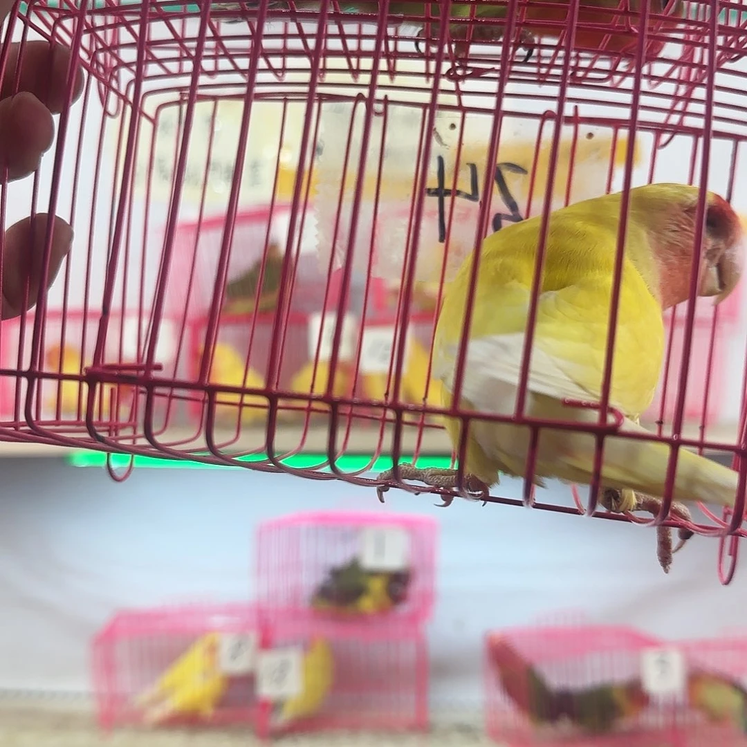 识***者桃脸牡丹鹦鹉一物一拍