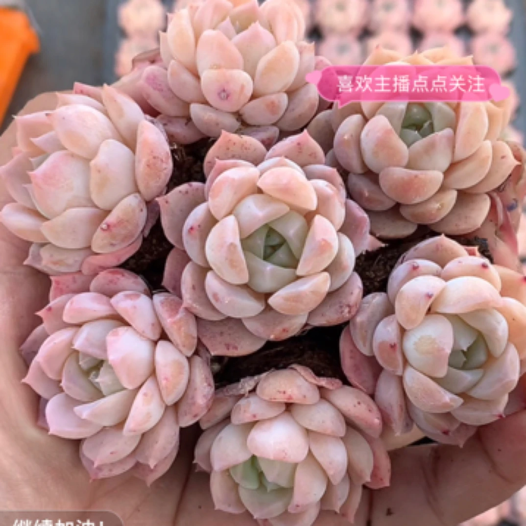 （1颗包邮满18发货快有赠品）粉纯爱 2cm 猫小姐多肉