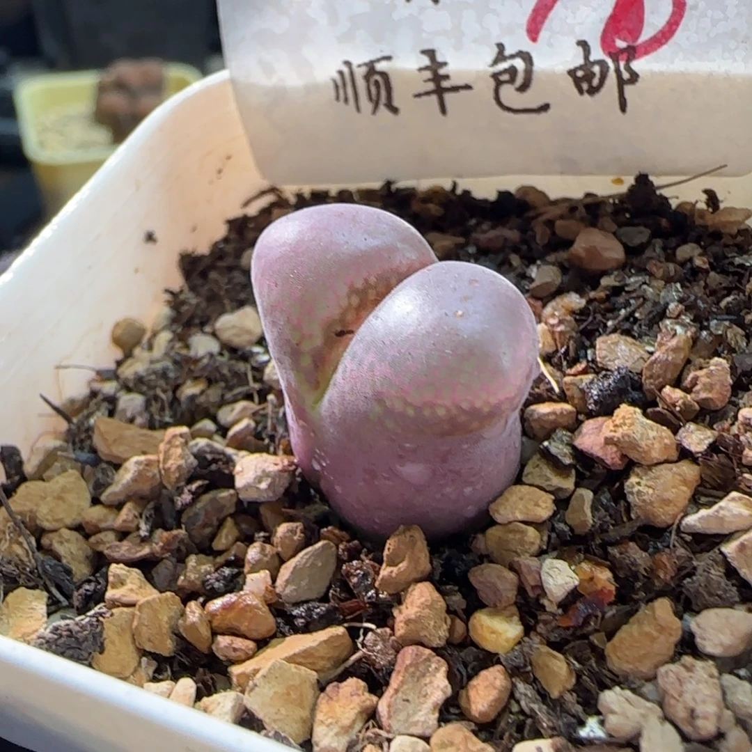 顺丰包邮一物一拍-78