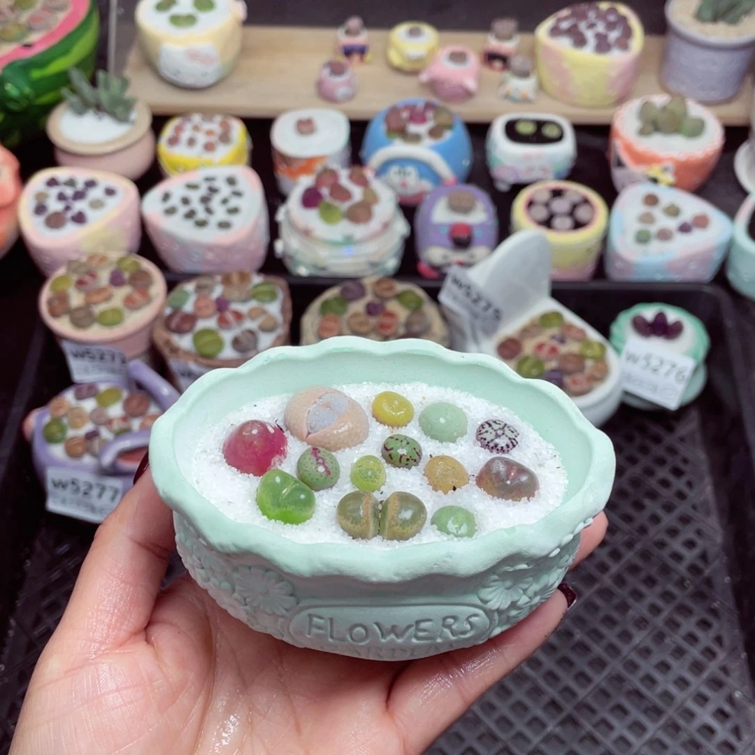 w5279 -零下地区拍保温箱-15支持寄养