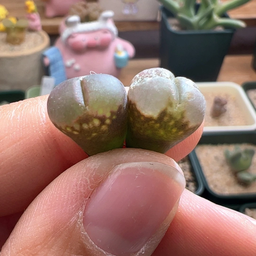 434。c10杂贝瑞。福利