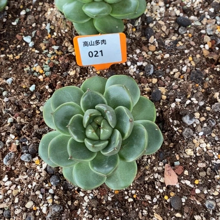 D021- 直播福利 皮爱拉珍妮