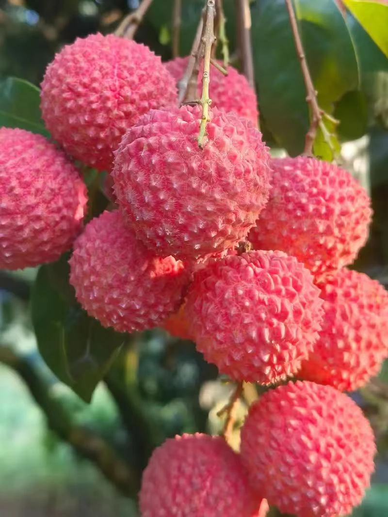 【冷链发货】广东桂味农家自种现摘现发头茬果香甜多汁肉厚当季