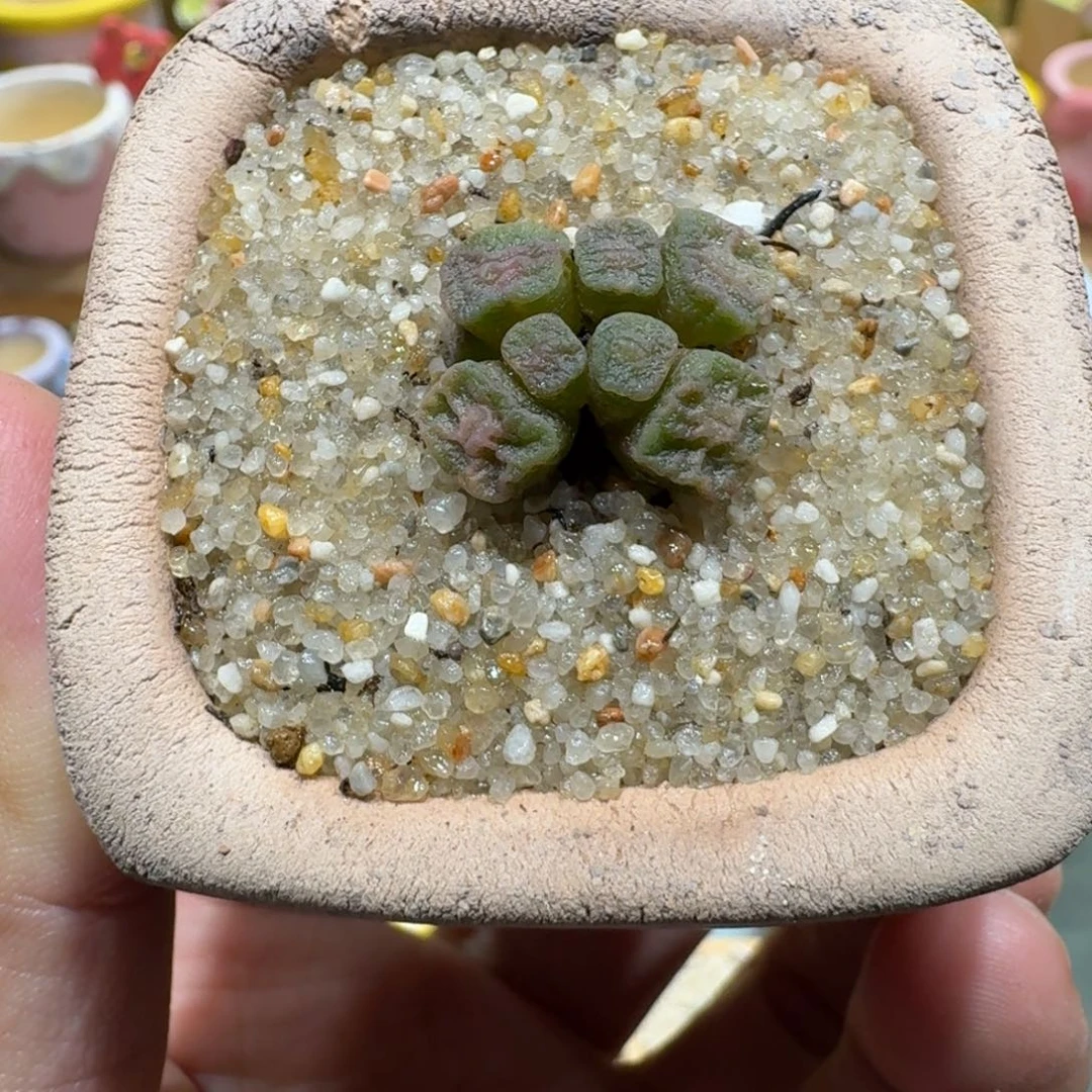 蘑菇1224烧麦多肉植物