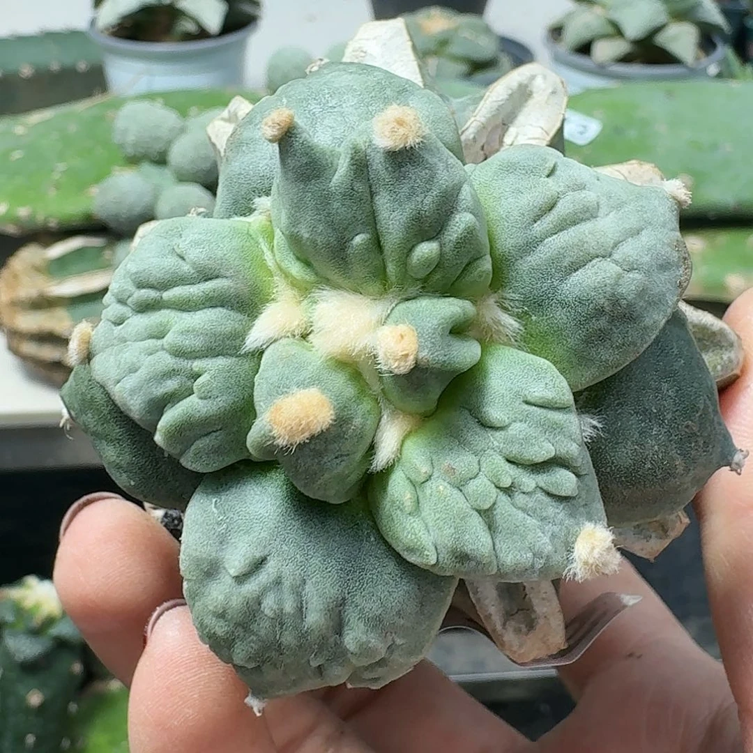 【闪购商品】无花朵冷**情怒涛016