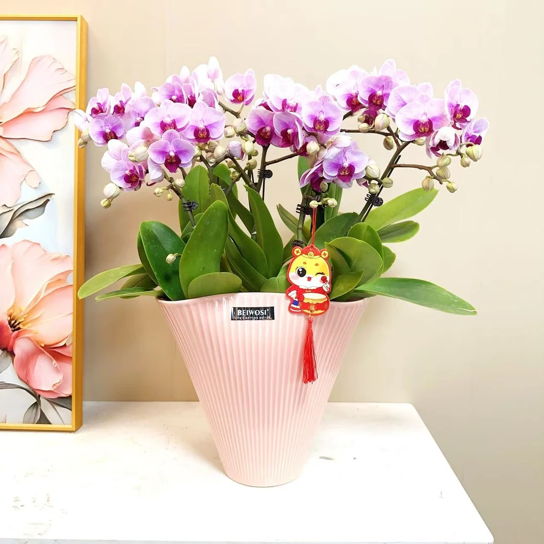 A+级【宝贝】精品 蝴蝶兰