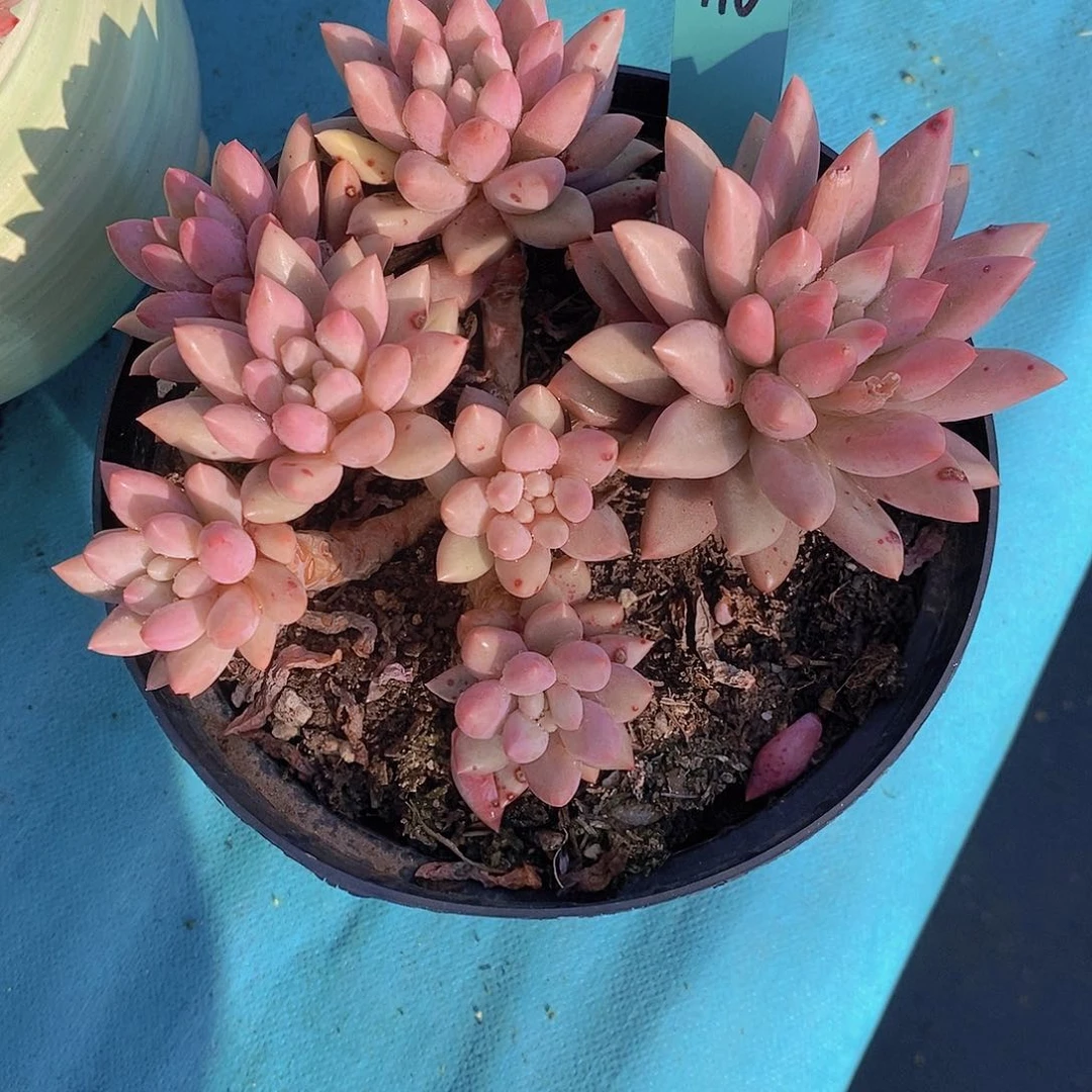 凭****8710有断头介意勿拍