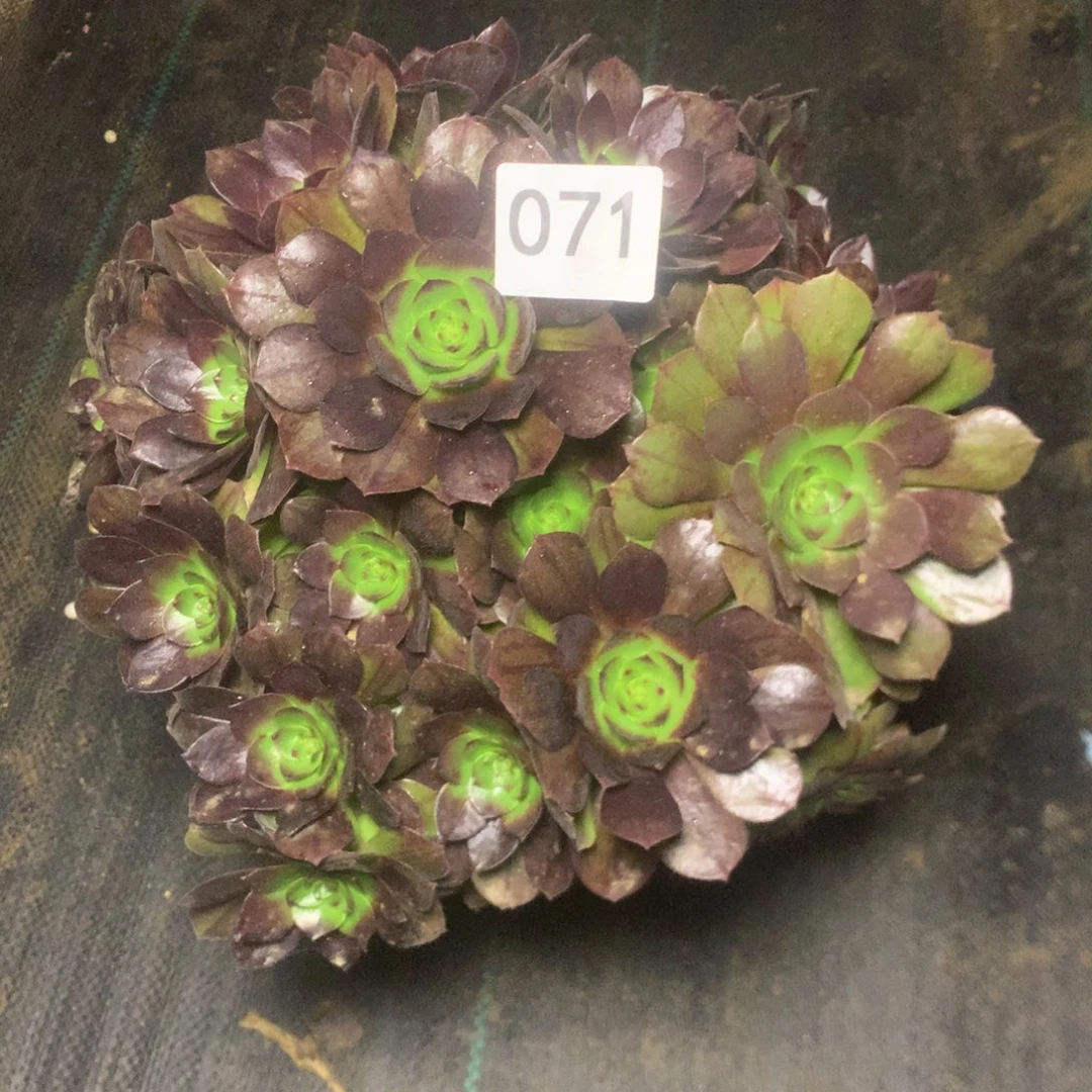 071黑魔多多肉植物
