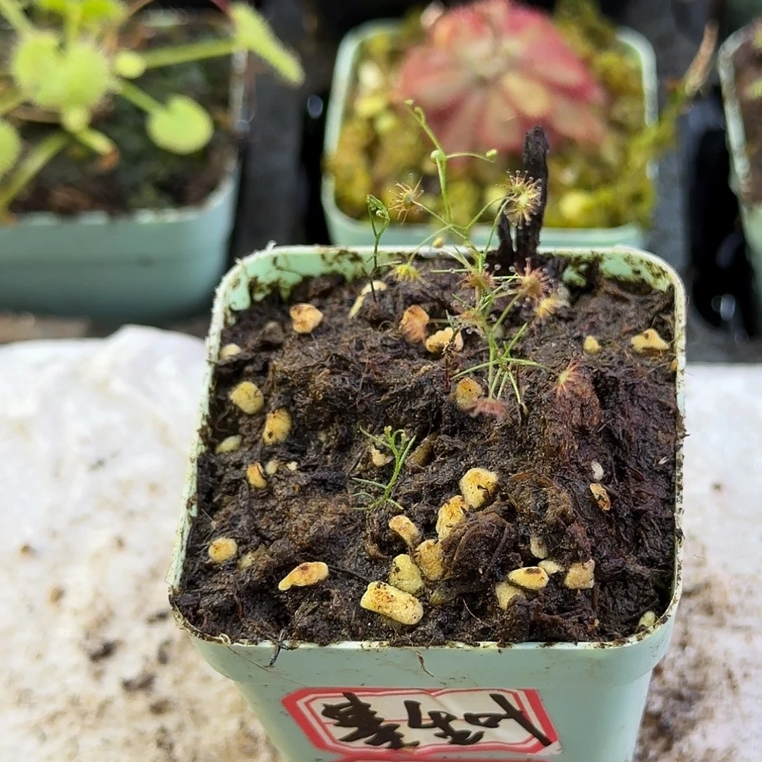 i***y完全开放基生叶球根茅