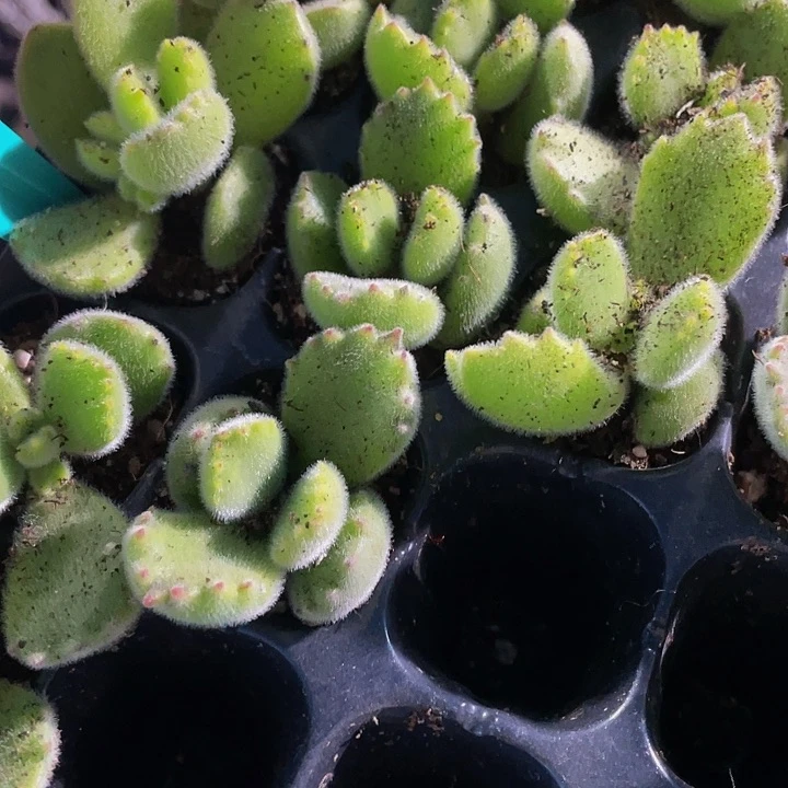 小绿熊1元带土发