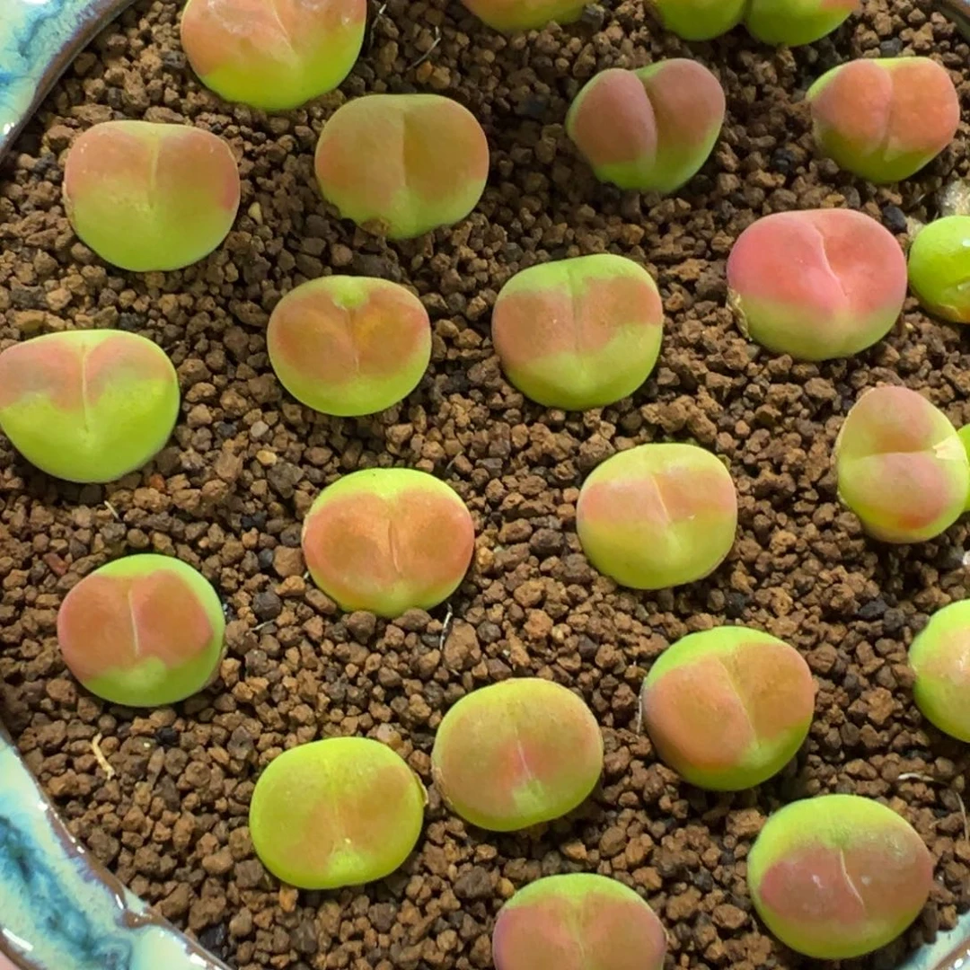 量拍韩版蟠桃一颗。多肉