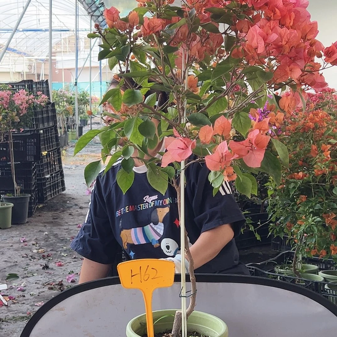 卷***姐大部分花苞少量开放H62波妹