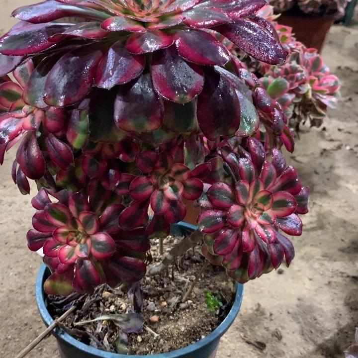 442香奈儿多肉植物特价