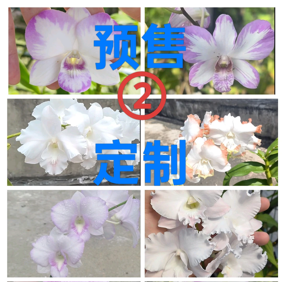 预售|A36-70（盖）｜进口泰秋洋兰一物一拍