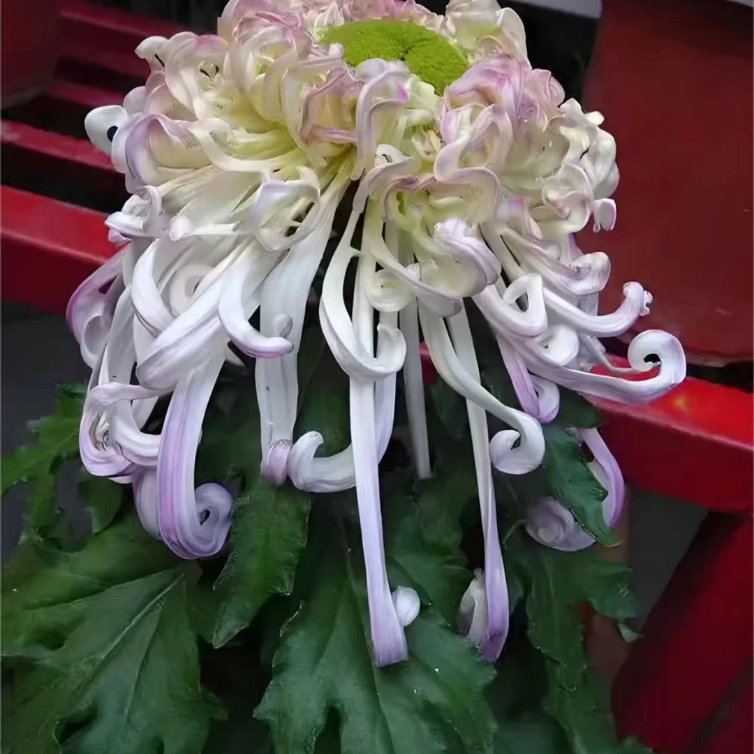 【沽水流霞】九月菊大花富贵菊盆栽地栽阳台可种植