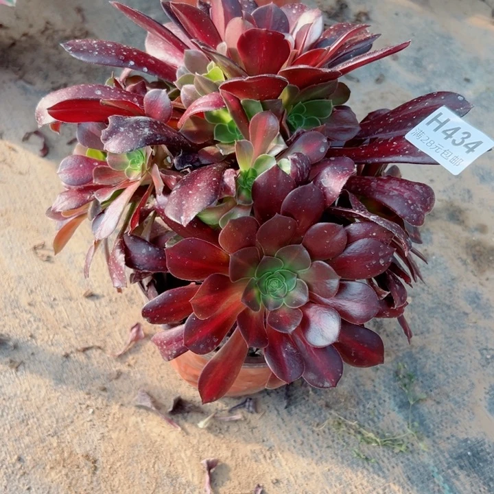 434华纳多肉植物